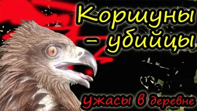 Буквокрылый дымчатый коршун / Elanus scriptus птица фото голос