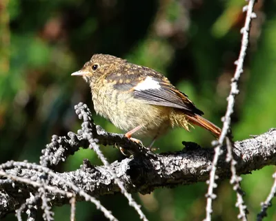 Сибирская чечевица (Carpodacus roseus). Птицы Дальнего Востока России.