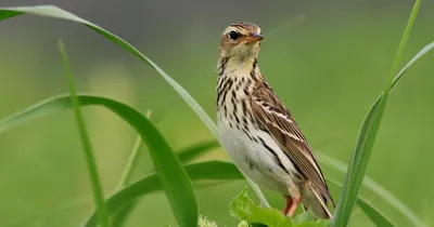 Сибирская чечевица — Википедия