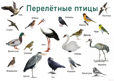 Сибирский черноголовый чекан [группа maurus] - eBird