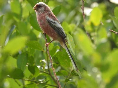 Любители птиц - Сибирская #чечевица / Pallas's #rosefinch (лат. Carpodacus  roseus) Автор: Ito Naoto #Фото #birdslovers #птицы | Facebook