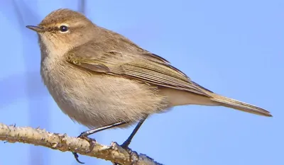 Чечевица сибирская (Carpodacus roseus). Фотогалерея птиц. Фотографии птиц  России, Беларуси, Украины, Казахстана, Таджикистана, Азербайджана.