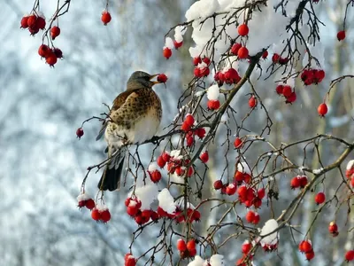 Чечевица сибирская (Carpodacus roseus). Фотогалерея птиц. Фотографии птиц  России, Беларуси, Украины, Казахстана, Таджикистана, Азербайджана.