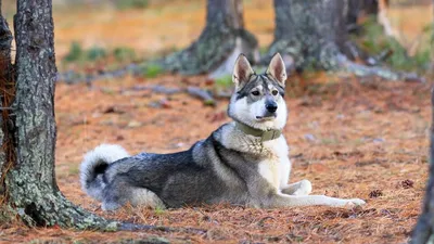 Сибирские Хаски | Siberian Husky : Всё о собаках породы Сибирский Хаски -  щенки, выставки, спорт, фото | All about … | Хаски щенки, Сибирские хаски,  Сибирский хаски