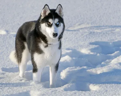 Беременность Сибирский хаски и подготовка к родам - питомник Husky Fund