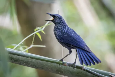 Синяя птица (caeruleus) - eBird