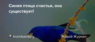 Синяя птица символ счастья и удачи. Галкины Игрушки — Авторские мягкие  игрушки и подарки