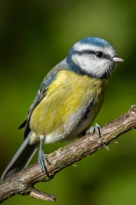 Картинки Птицы Синицы Blue tit Ветки Животные 640x960