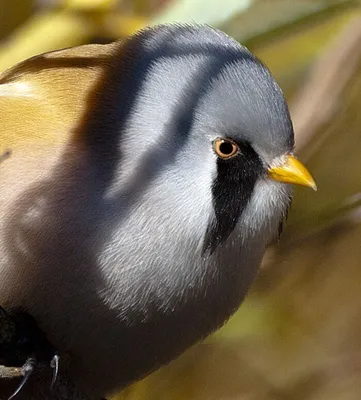 Tufted Titmouse -Острохохлая синица. Фотограф Etkind Elizabeth