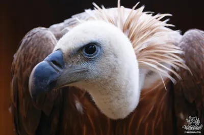 Белоголовый сип (Gyps fulvus) — Зоопарк «Лимпопо» г. Нижний Новгород –  Нижегородский зоопарк