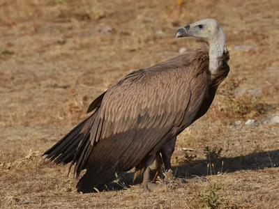 Белоголовый сип - eBird