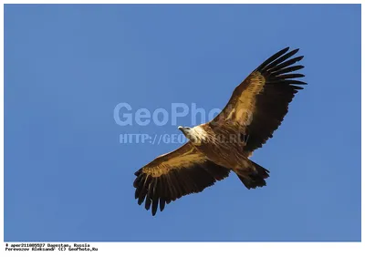 Сип белоголовый (Gyps fulvus). Фотогалерея птиц. Фотографии птиц России,  Беларуси, Украины, Казахстана, Таджикистана, Азербайджана.