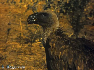 Белоголовый сип. Белоголовый сип (лат. Gyps fulvus) — крупная хищная птица  семейства ястребиных, падальщик. Редкий вид. Занесён в Красную… | Instagram