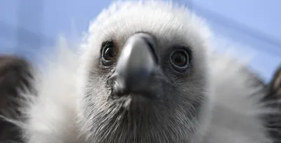 Сип белоголовый (Gyps fulvus). Фотогалерея птиц. Фотографии птиц России,  Беларуси, Украины, Казахстана, Таджикистана, Азербайджана.