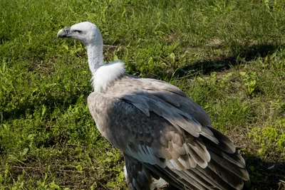 Griffon Vulture | Griffon Vulture, Gyps fulvus, Белоголовый … | Flickr