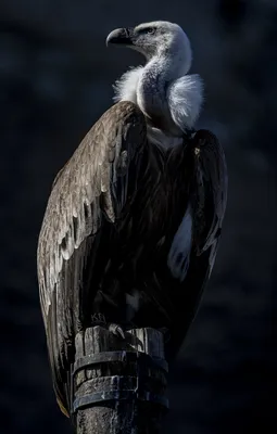 Фотография Белоголовый сип (Gyps fulvus) Сарыкумский бархан, Дагестан |  Фотобанк ГеоФото/GeoPhoto | GetImages Group