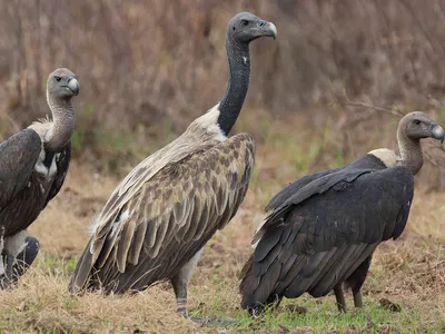 Бенгальский сип - eBird