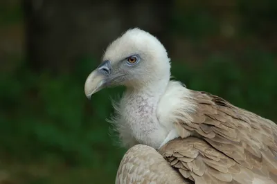 Белоголовый сип (Красная Книга Казахстана) · iNaturalist