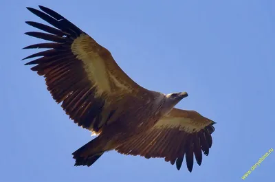 Белоголовый сип (Gyps fulvus). Птицы Европейской России.