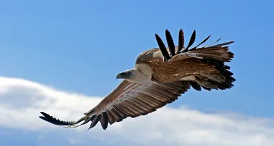 Белоголовый сип Gyps fulvus Griffon Vulture