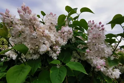 Сирень обыкновенная Красавица Москвы - Сирень - GardenPlants