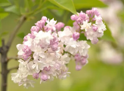 File:Syringa 'Krasavitsa Moskvy' 10.JPG - Wikimedia Commons