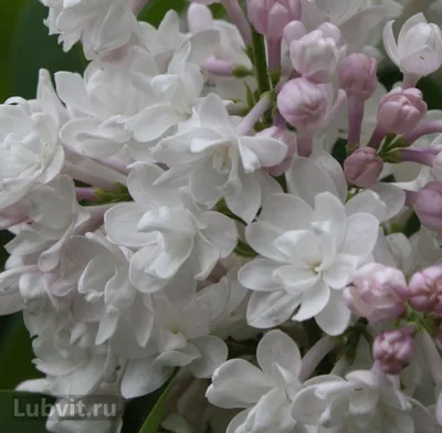 Купить Сирень обыкновенная \"Красавица Москвы\" (Syringa vulgaris 'Beauty of  Moscow') от 1 999 руб. в интернет-магазине Архиленд с доставкой почтой по  Москве и в регионы