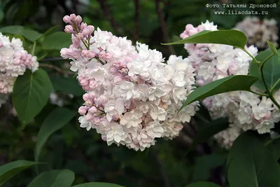 Сирень обыкновенная Красавица Москвы (Syringa vulgaris Krasavitsa  Moskvy/Beauty of Moscow) - «Сирень \"Красавица Москвы\" - идеальный союз  Belle de Nancy и советского сорта Мичурин. Кто сказал что интернациональные  союзы это плохо? » | отзывы