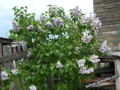 Саженец обыкновеной сирени 'Небо Москвы'/Syringa vulgaris 'Nebo Moscvy'  С7,5 — цена в Оренбурге, купить в интернет-магазине, характеристики и  отзывы, фото