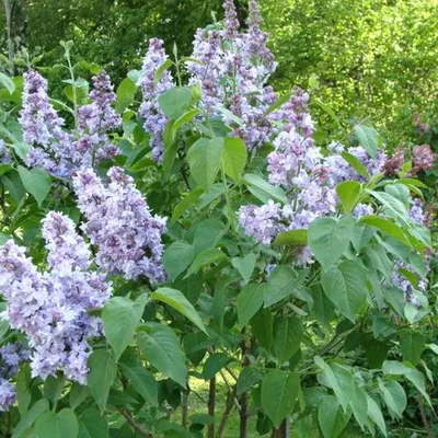 Сирень Небо Москвы (Syringa Небо Москвы) купить саженцы в Москве по низкой  цене из питомника, доставка почтой по всей России | Интернет-магазин  Подворье