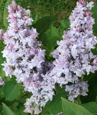 Сирень \"Небо Москвы\" / Syringa vulgaris \"Nebo Moskvy\" - Купить саженцы  сирени в питомнике – выгодные цены в интернет-магазине в Москве