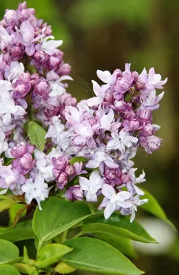 Сирень обыкновенная `Небо Москвы`, Syringa vulgaris `Niebo Moskvy` |  СадПарад