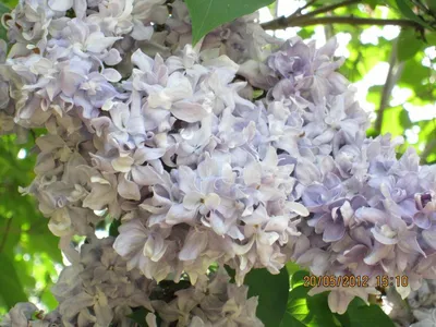 Сирень \"Небо Москвы\" / Syringa vulgaris \"Nebo Moskvy\" - Купить саженцы  сирени в питомнике – выгодные цены в интернет-магазине в Москве