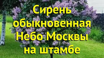 Сирень обыкновенная Небо Москвы саженцы купить в Москве и Подмосковье в  питомнике