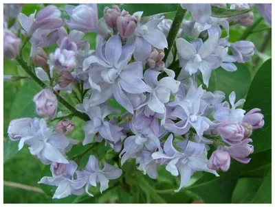 Саженец обыкновеной сирени 'Небо Москвы'/Syringa vulgaris 'Nebo Moscvy'  С7,5 — цена в Оренбурге, купить в интернет-магазине, характеристики и  отзывы, фото