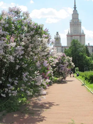 Сирень обыкновенная Красная Москва - «Эксперт Сад»