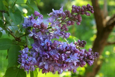 Сирень 'Небо Москвы', Syringa, Lilac 'Nebo Moskvy', (Koles… | Flickr