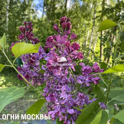 Сирень \"Огни Москвы\" | Instagram