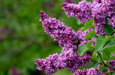 Сирень обыкновенная Красавица Москвы: купить в Москве саженцы Syringa  vulgaris Krasawica Moskvy в питомнике «Медра» по цене от 4800 руб