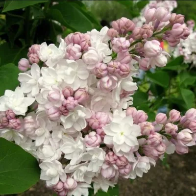 Сирень обыкновенная Огни Донбасса. (Syringa vulgaris Ogni Donbassa) купить  в интернет-магазине ЦВІТСАД с доставкой по Украине