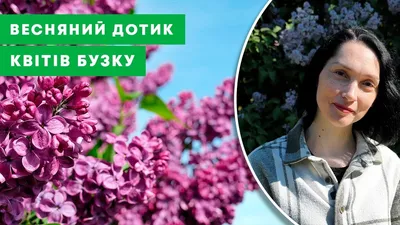 Купить Сирень Московский Университет в Белгороде. Купить Сирень Московский  Университет в Москве | Sortoman | Интернет магазин садовых растений