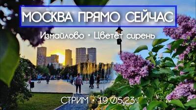 Сиреневый сад в парке «Сокольники» преобразится в 2019 году | Новости mos.  news