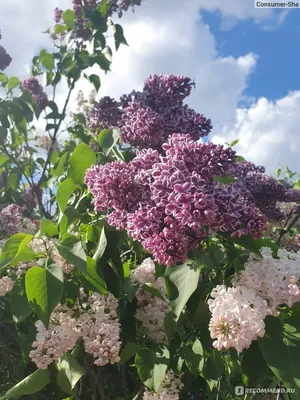 Сиреневый сад, Парк «Сокольники», Москва — ParkSeason