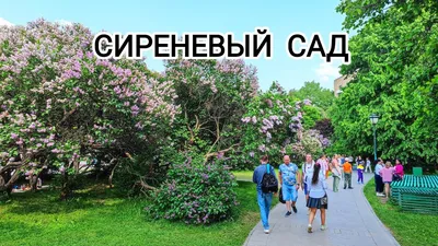 Сиреневый Сад, Москва, лето 2017