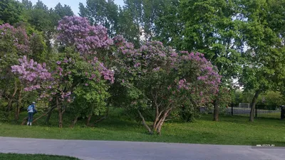 Парк Сиреневый Сад, г. Москва