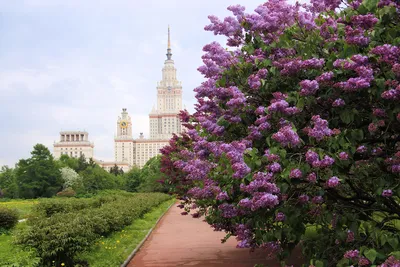 Где в Москве цветет больше всего сирени | Заметки фотографа | Дзен