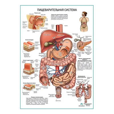Пищеварительная система, плакат глянцевый А1+/А2+ › Купить оптом и в  розницу › Цена от завода