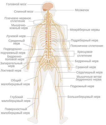 Нервная система — Википедия