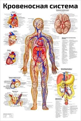 Плакат обучающий А2 ламинир. Кровеносная система человека медицинский  анатомический плакат 457x610 мм - купить с доставкой по выгодным ценам в  интернет-магазине OZON (696871084)