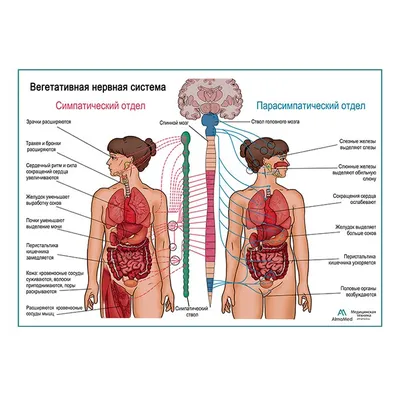 Вегетативная Нервная Система, плакат глянцевый А1+/А2+ › Купить оптом и в  розницу › Цена от завода
